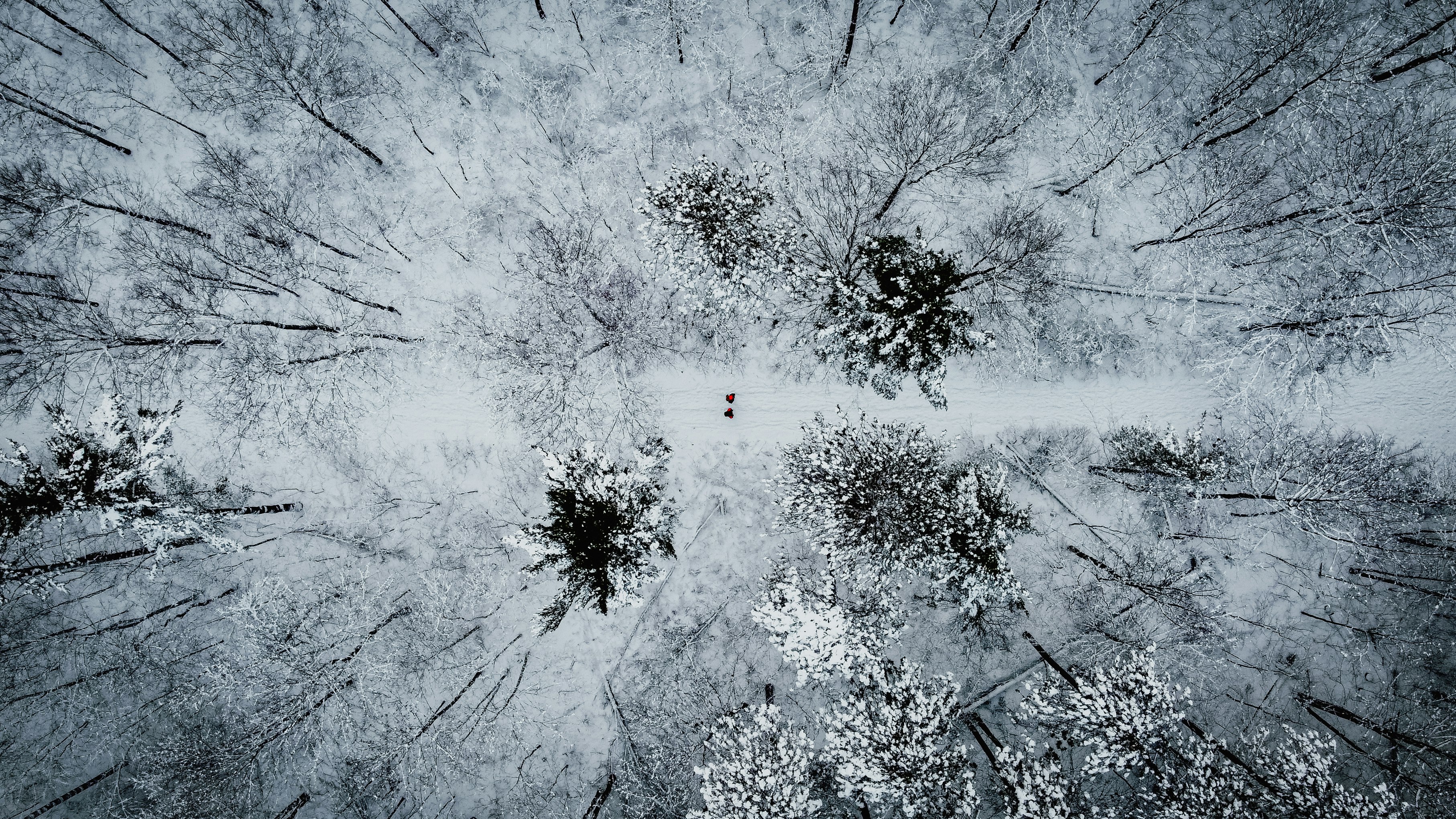 aerial photo of snow covered trees